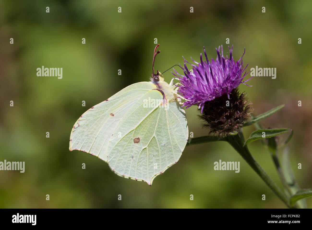 Brimstone Butterfly; Gonepteryx rhamni Single Female on Flower; Cornwall; UK Stock Photo