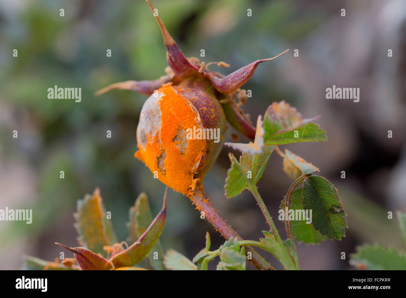 Burnet Rose Rust; Phragmidium rosae-pimpinellifoliae Cornwall; UK Stock Photo