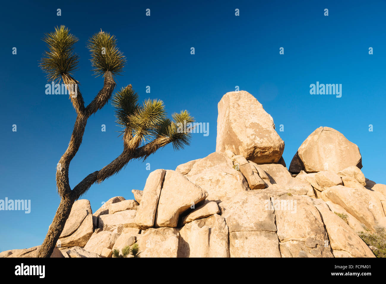 Desert rock joshua tree hires stock photography and images Alamy