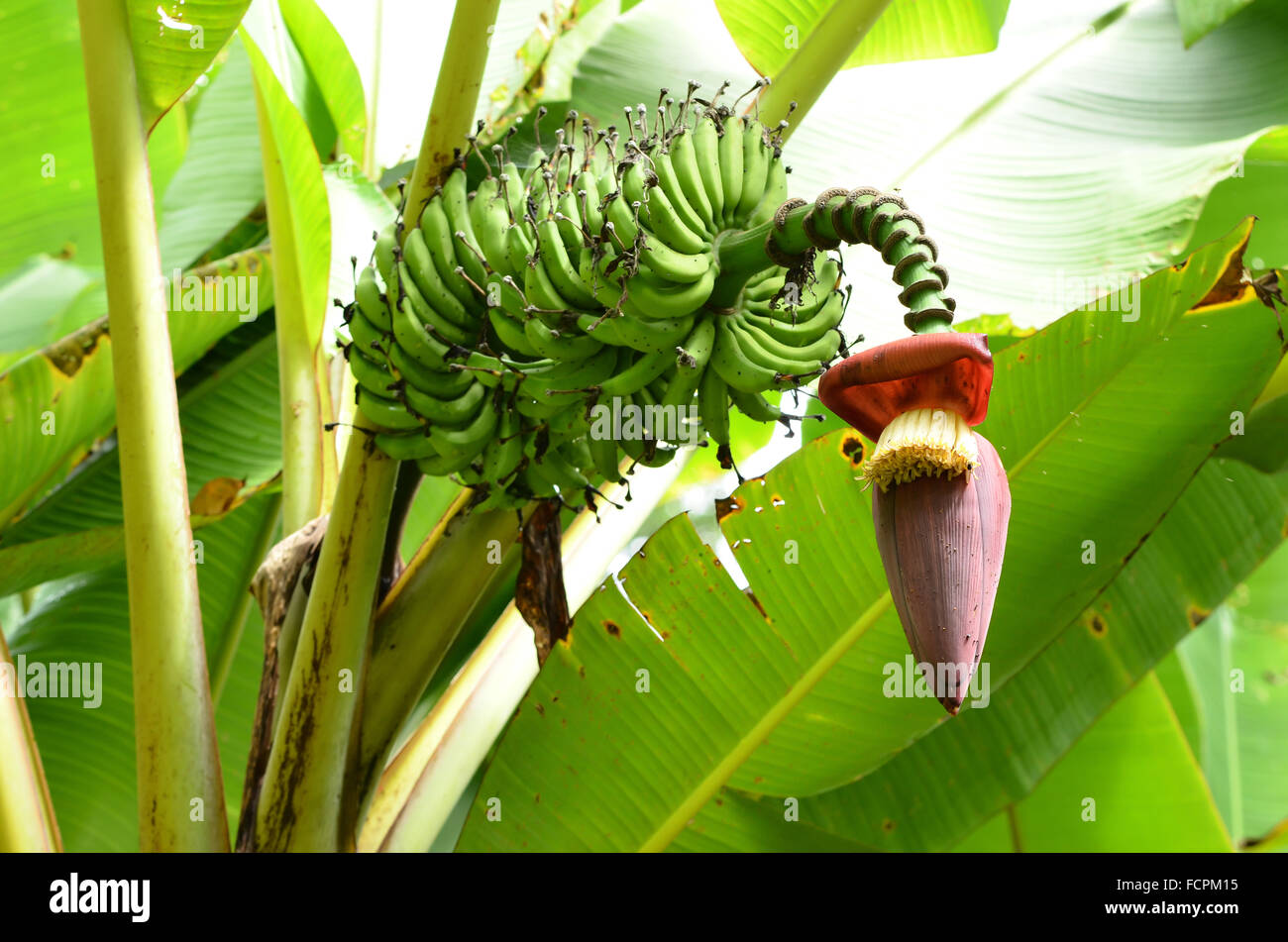 banana garden in northern thailand Stock Photo Alamy