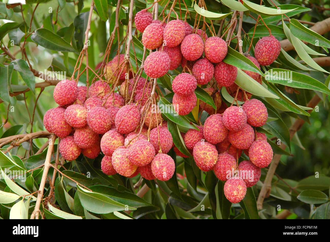 fresh lychee on tree Stock Photo