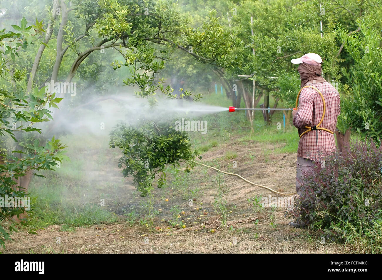 farmer spray pesticide in orchard Stock Photo
