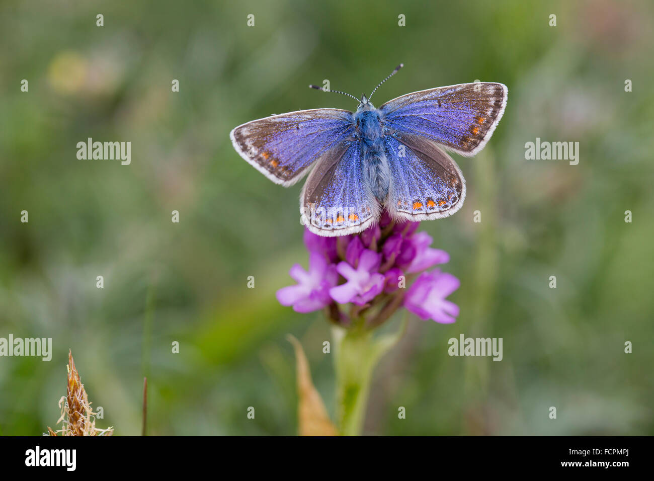 Common Blue Butterfly; Polyommatus icarus Single Female on Pyramidal Orchid Anglesey; UK Stock Photo