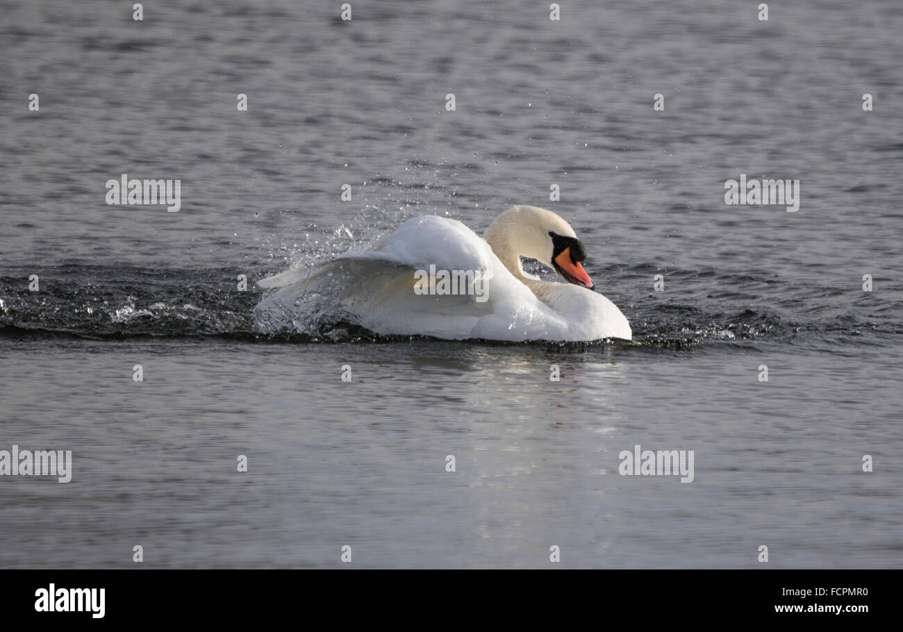 Mute Swan cleaning itself on a winters day. Stock Photo