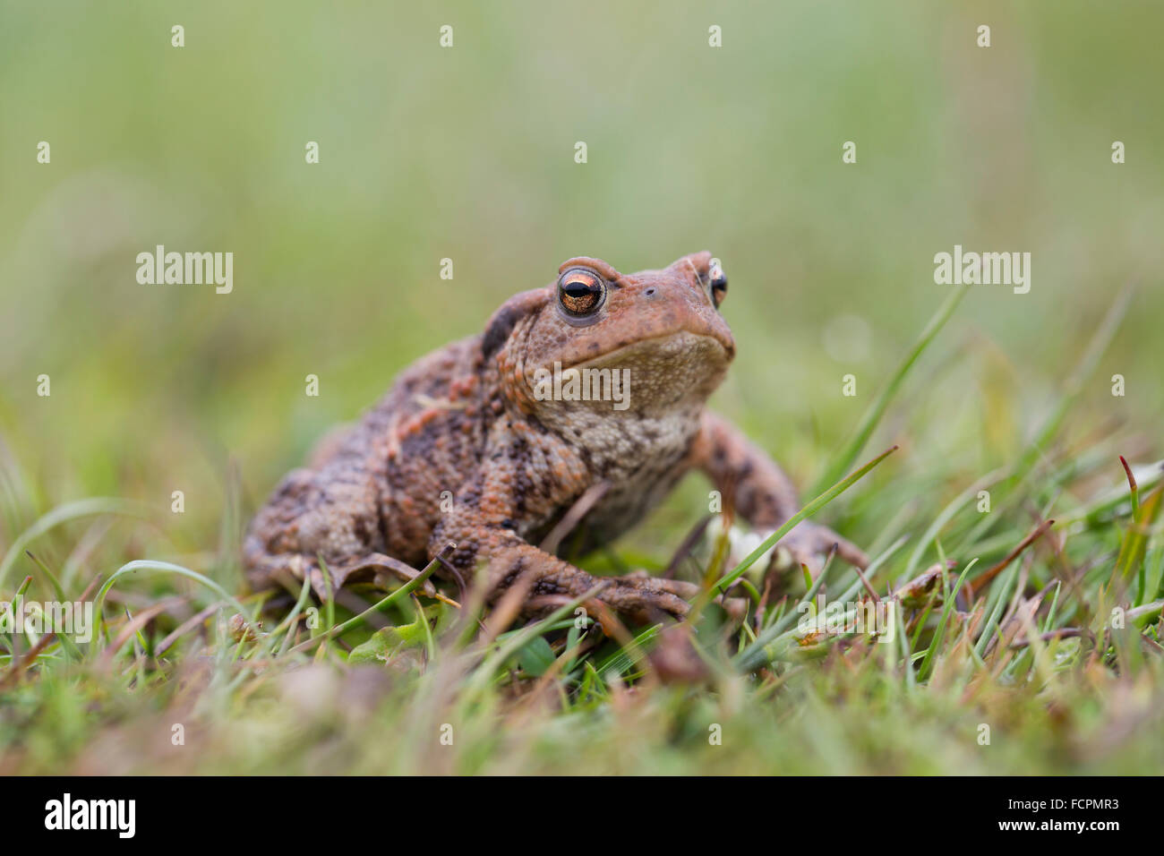 Common Toad; Bufo bufo; Anglesey; UK Stock Photo