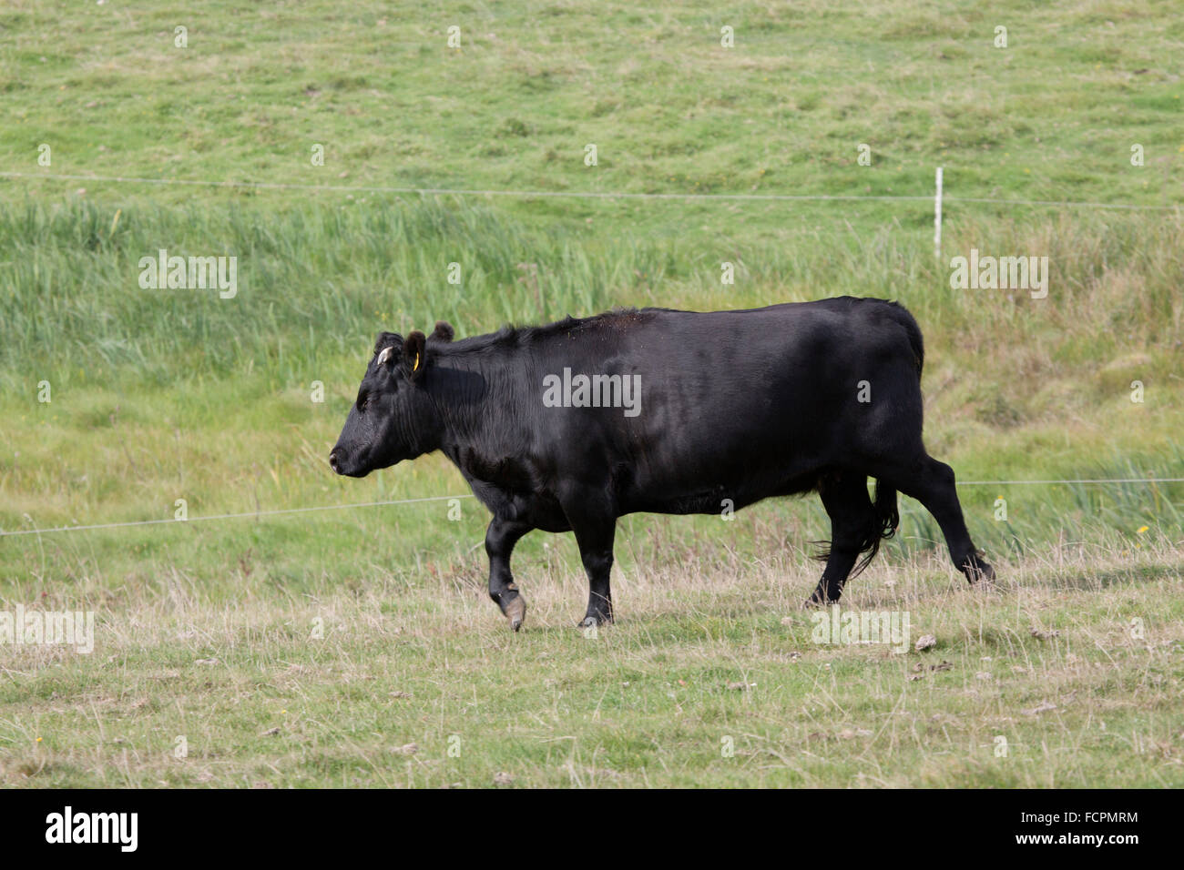 Dexter Cow Cornwall; UK Stock Photo Alamy