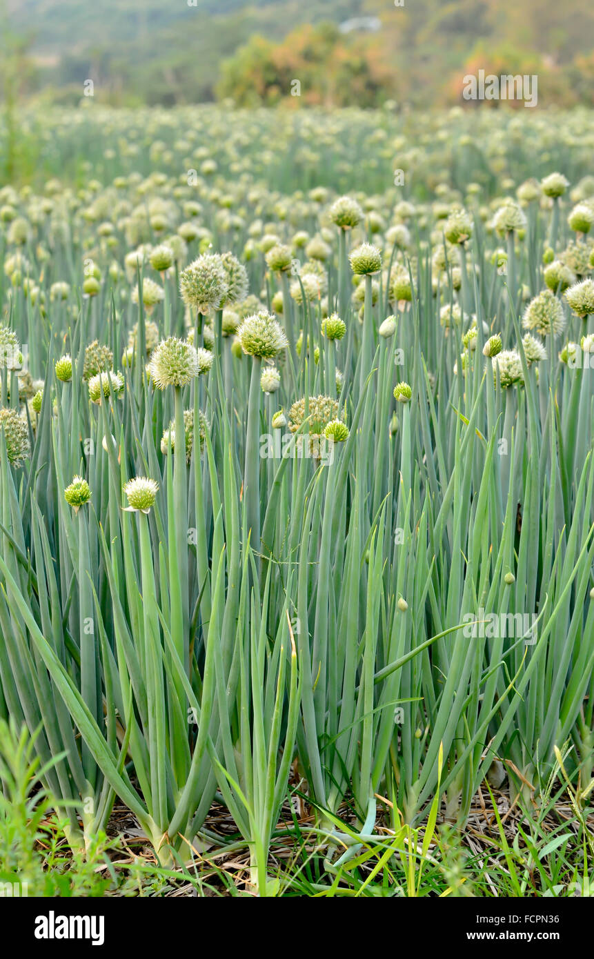 Flowering onion field in thailand Stock Photo Alamy