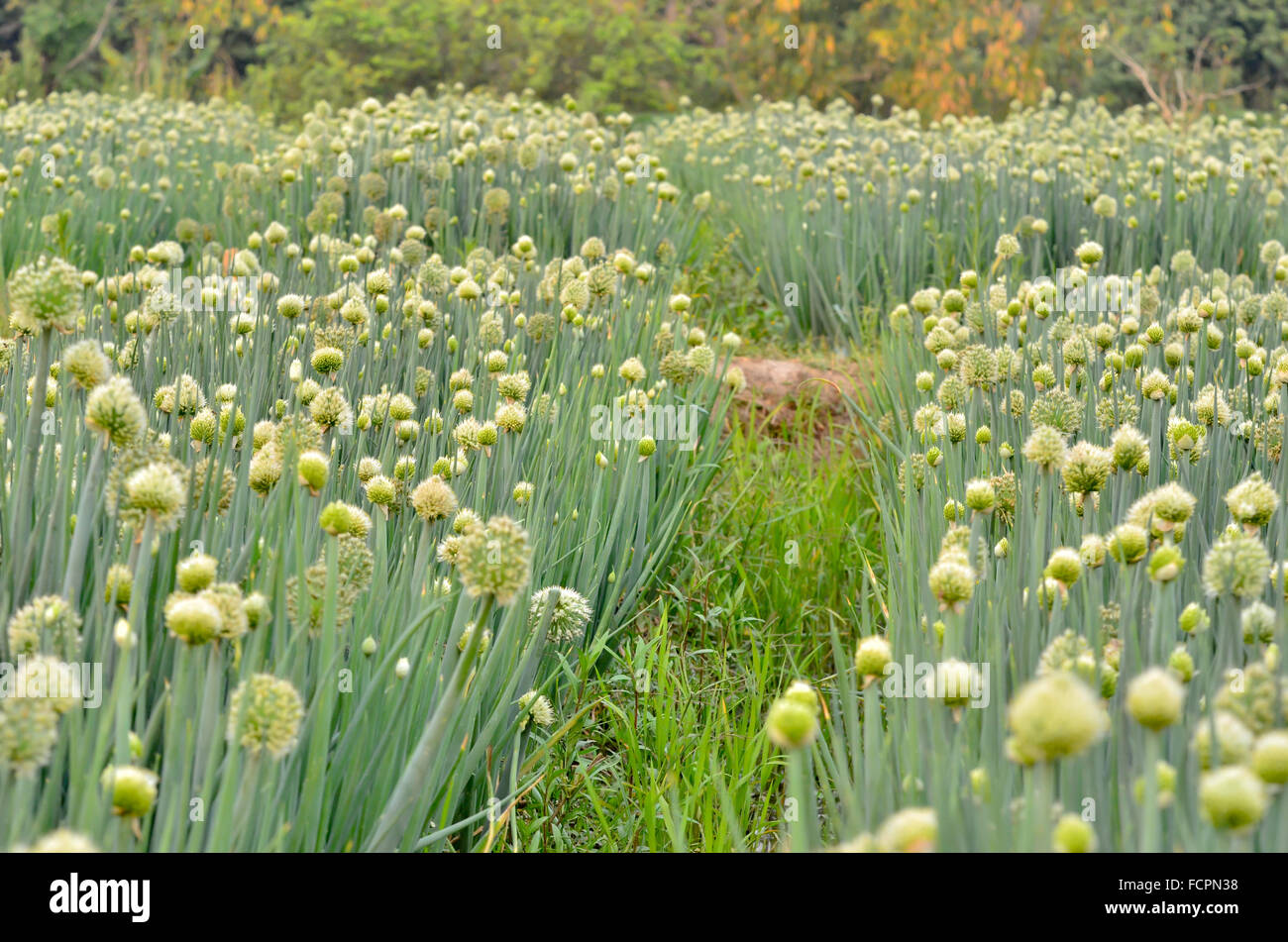 Flowering onion field in thailand Stock Photo Alamy