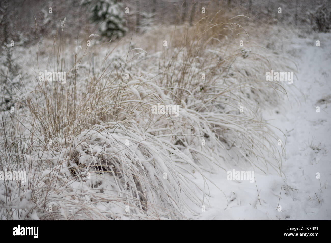 Withered grass covered with pure fresh snow Stock Photo