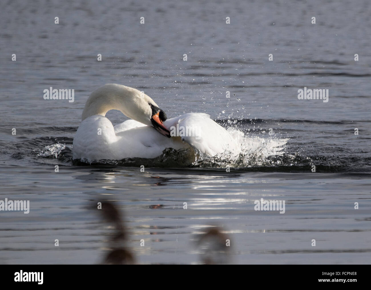 Mute Swan cleaning itself on a winters day. Stock Photo