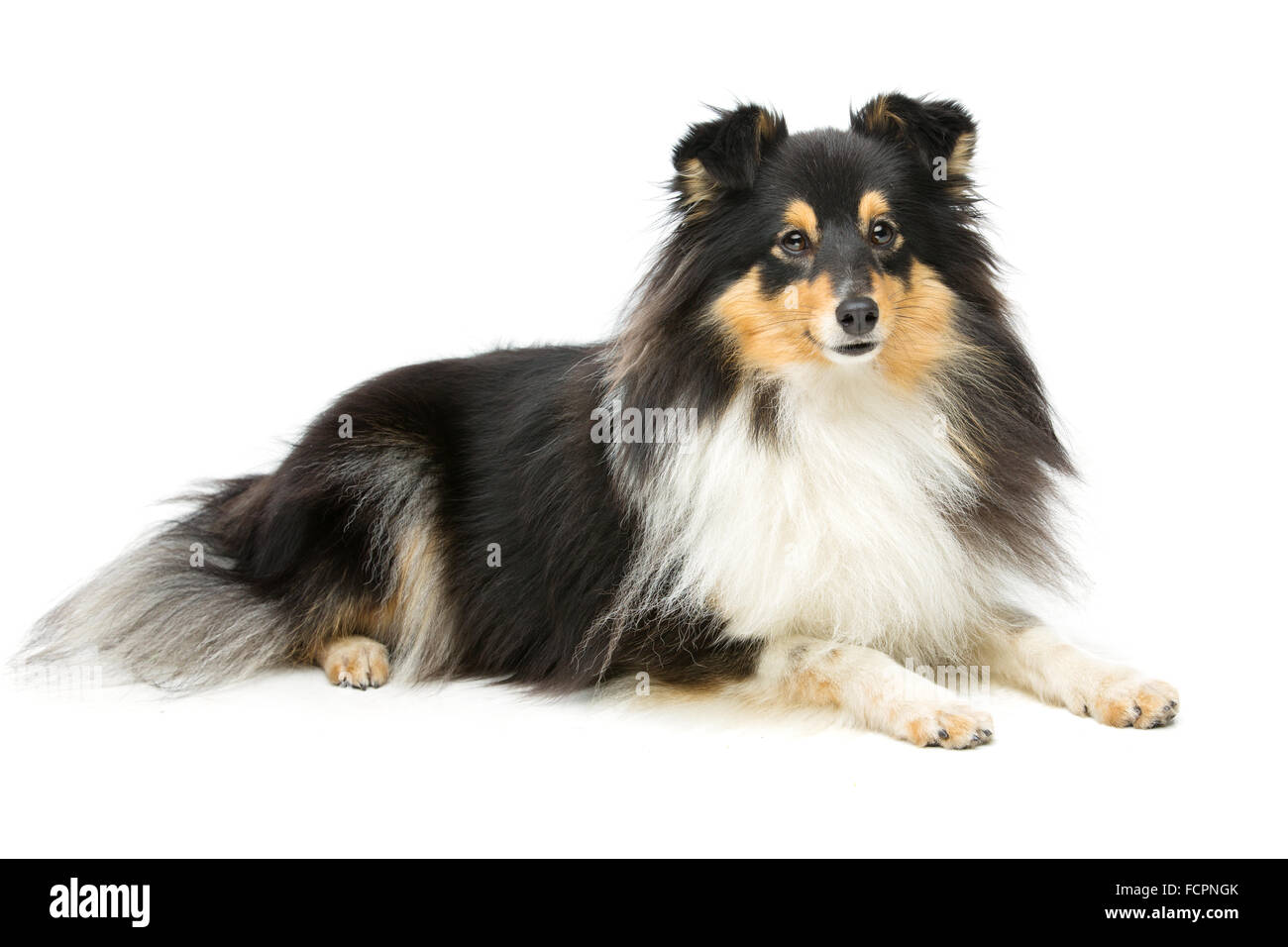 sheltie tricolor