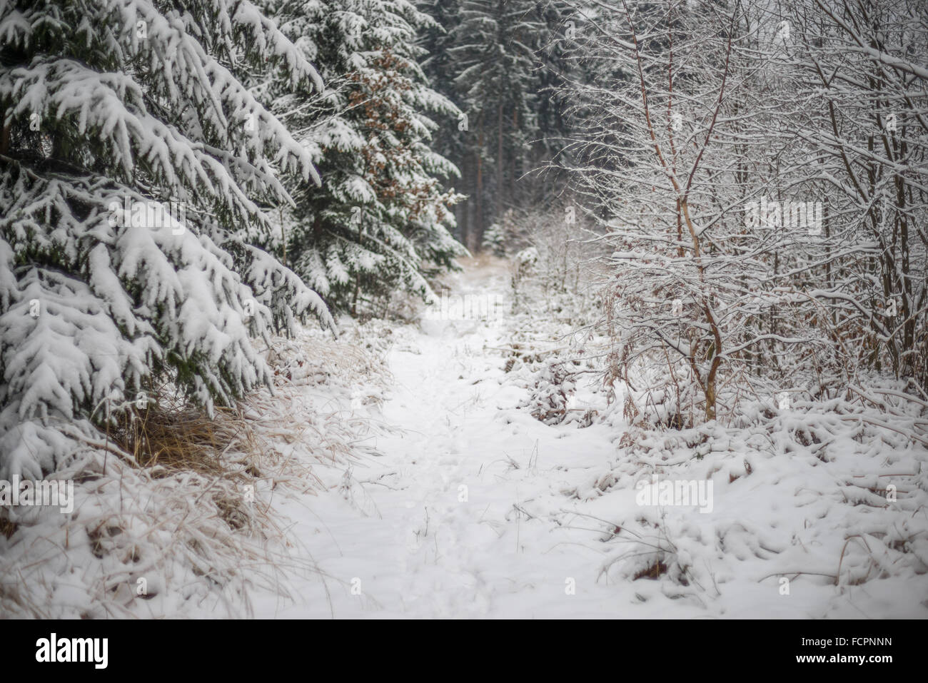 Snowy path silent winer forest covered with snow Stock Photo