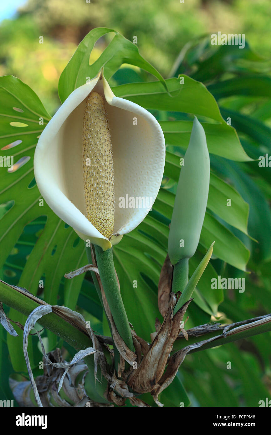 Monstera Deliciosa  Jardinerie Ferriere Fleurs