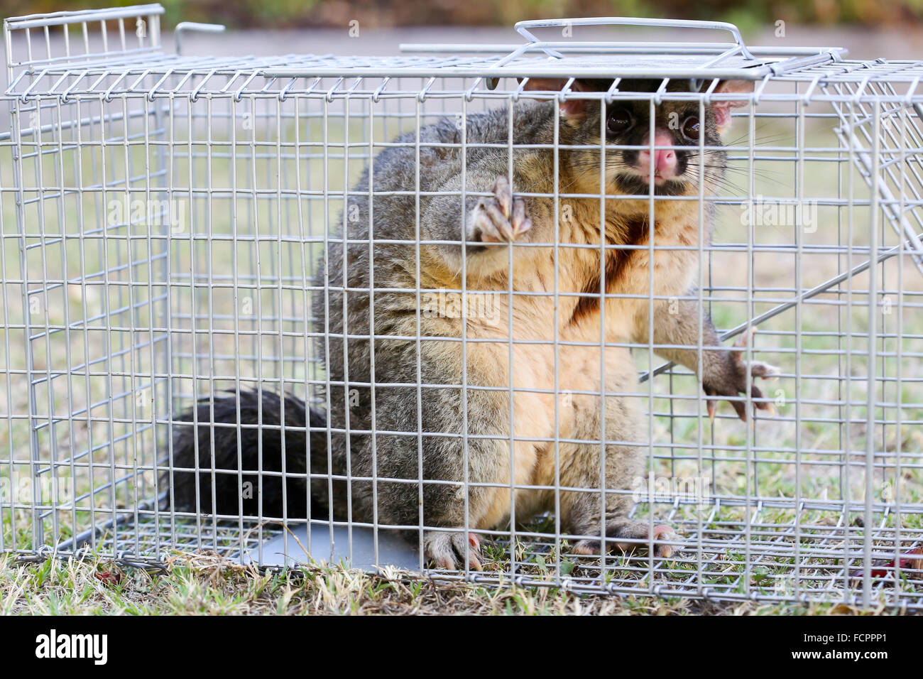 A brushtail possum is caught in a cage as a trap in Melbourne, Victoria