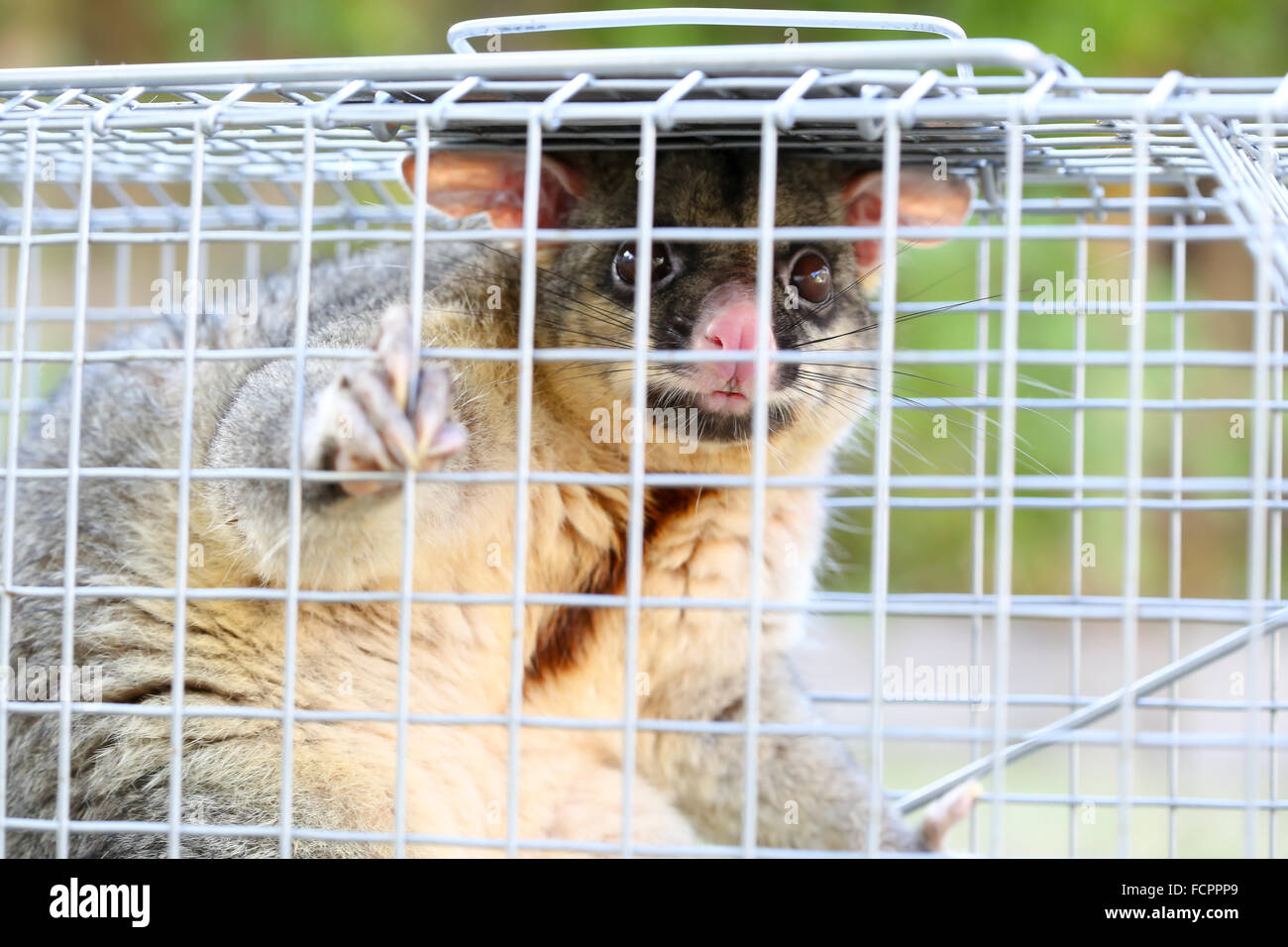 A brushtail possum is caught in a cage as a trap in Melbourne, Victoria