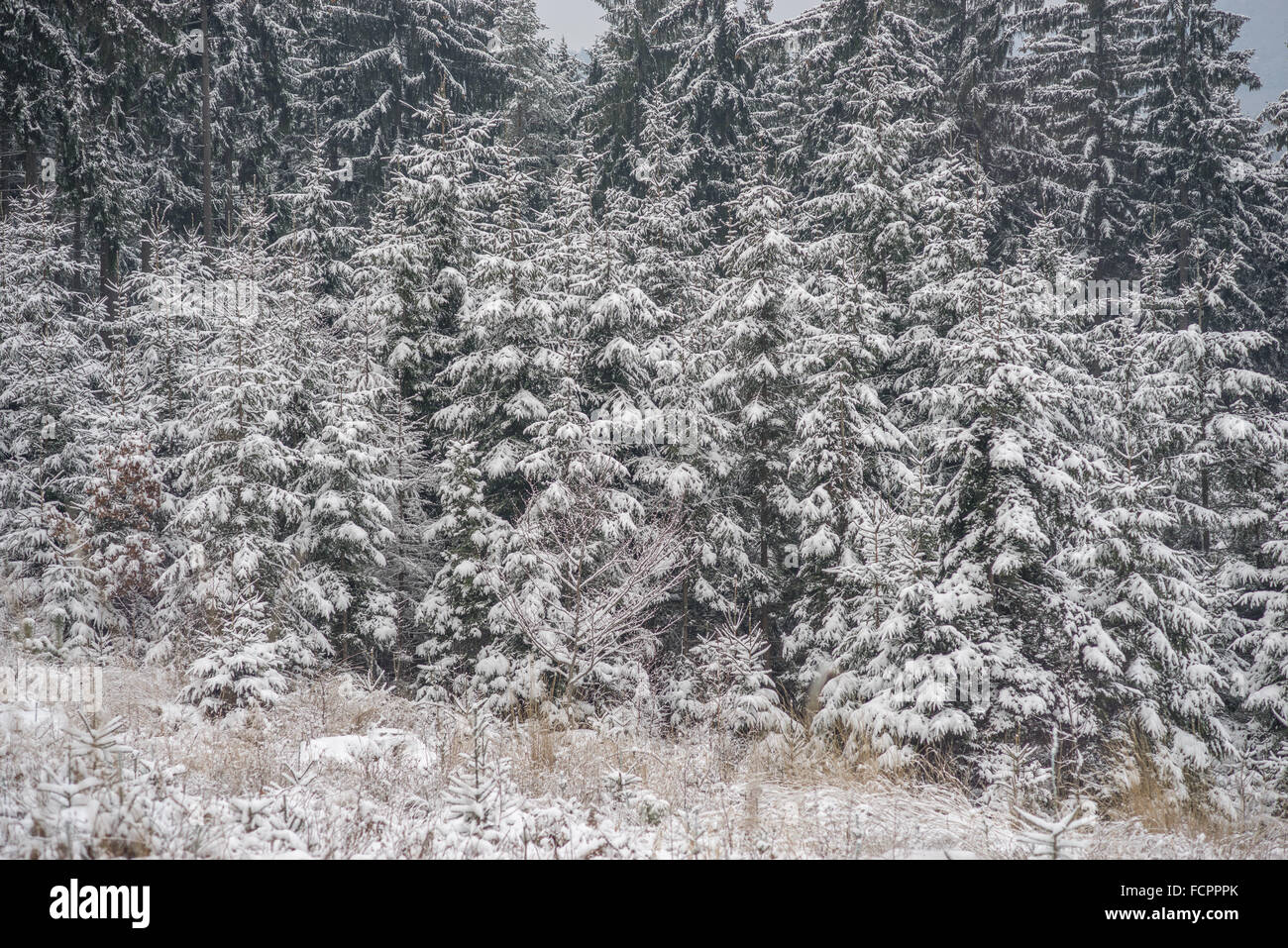 Spruce trees forest covered with snow silent winter Picea abies Stock ...