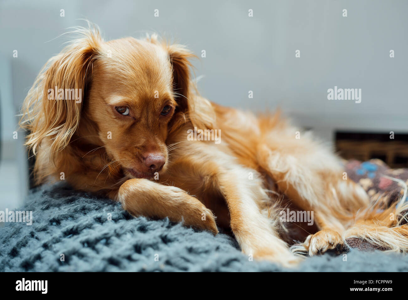 Brown male Spaniel mixed breed dog resting or posing on dark grey