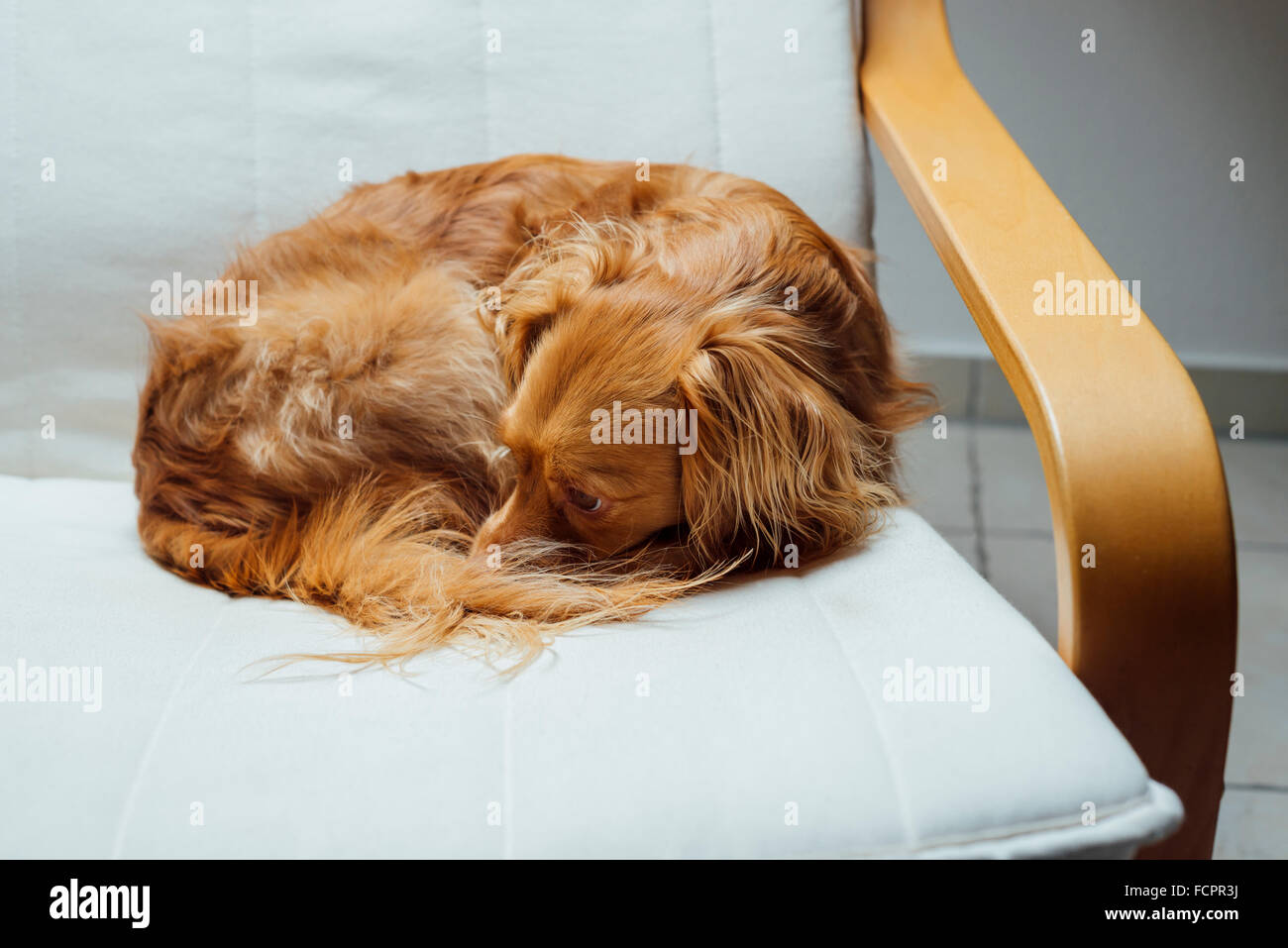 Cute male spaniel mixed breed dog rests relaxed on cantilever armchair looking into the camera Stock Photo