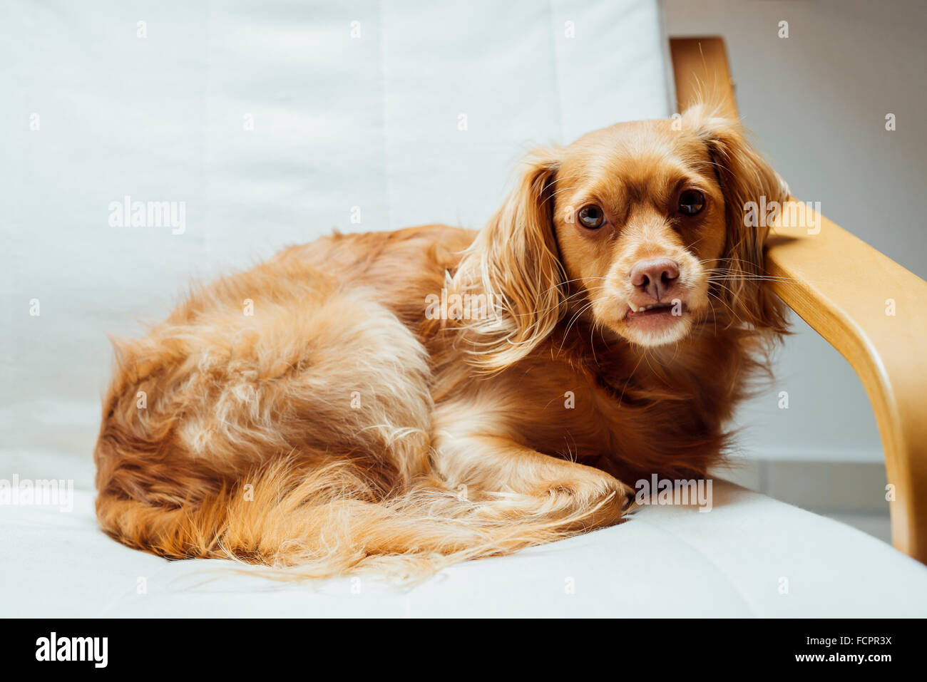 Cute male spaniel mixed breed dog rests relaxed on cantilever armchair looking into the camera Stock Photo