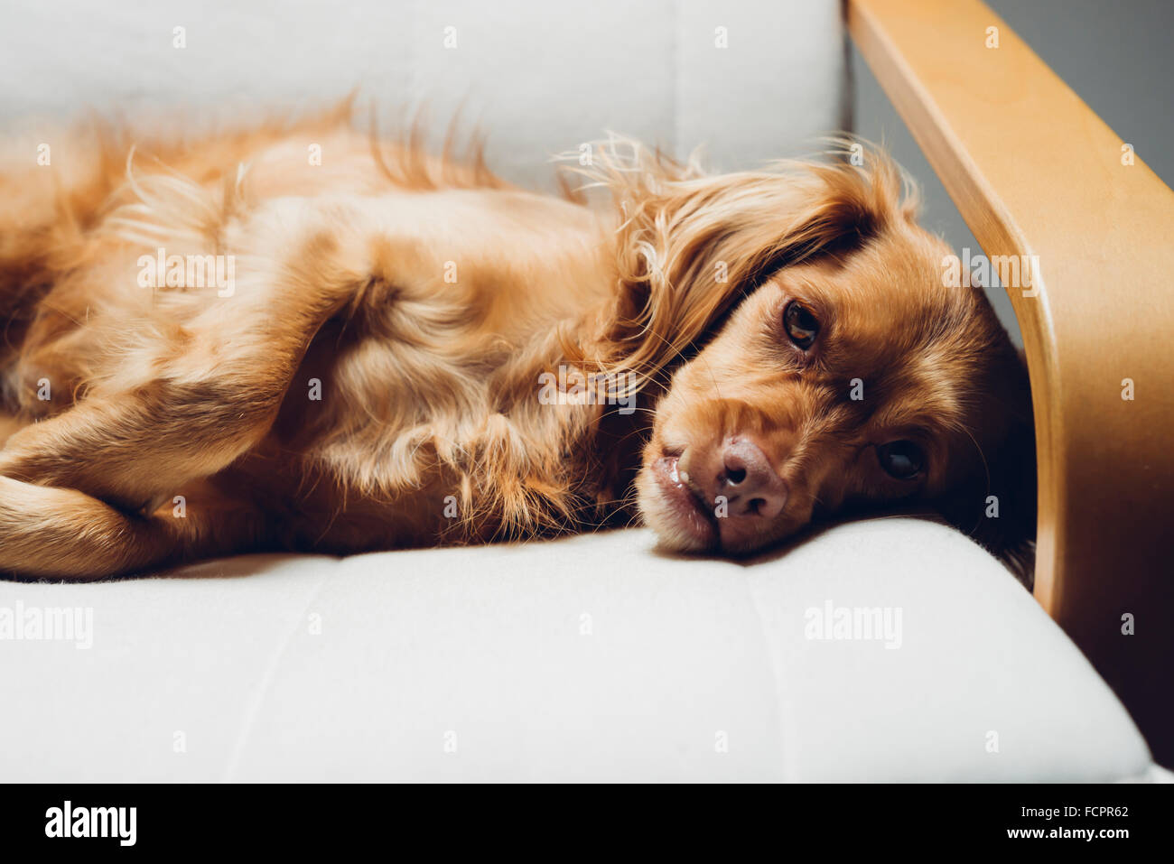 Cute male spaniel mixed breed dog rests relaxed on cantilever armchair looking into the camera Stock Photo