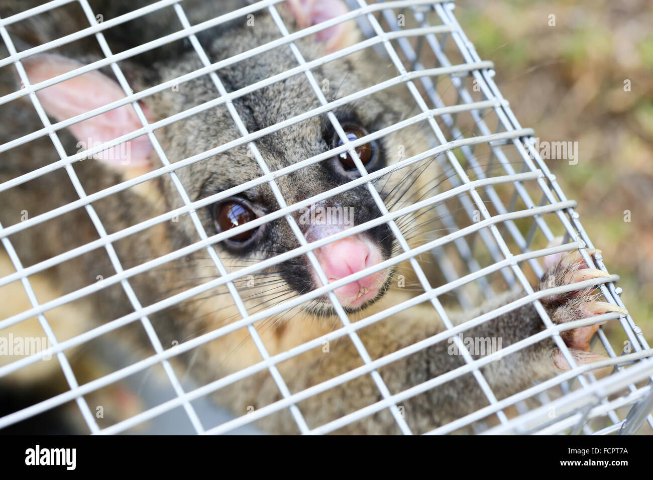 https://c8.alamy.com/comp/FCPT7A/a-brushtail-possum-is-caught-in-a-cage-as-a-trap-in-melbourne-victoria-FCPT7A.jpg