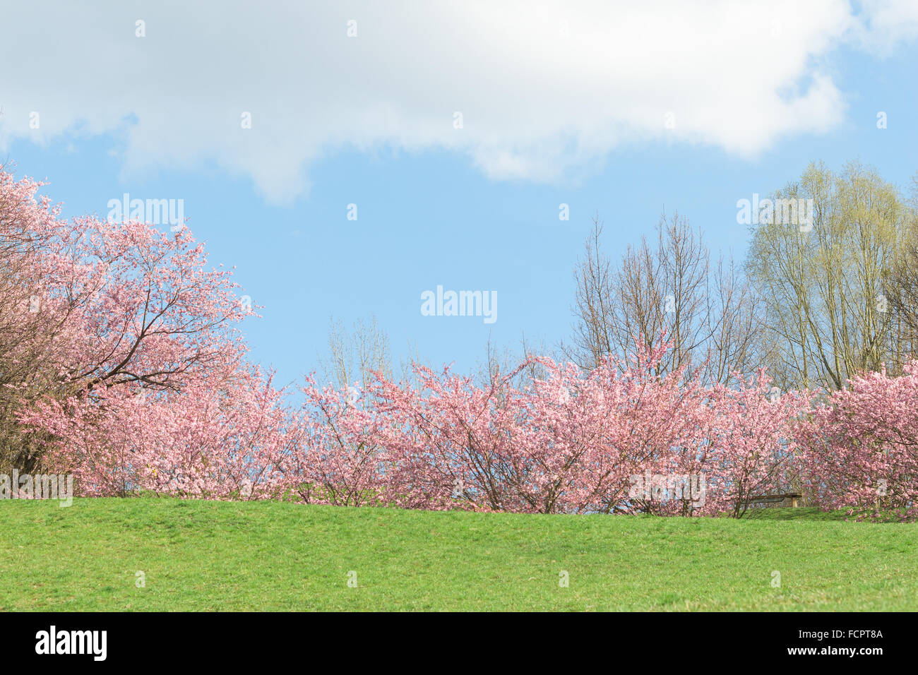 Springtime pink flowering apple trees in blooming nature sunshine landscape with green meadow Stock Photo