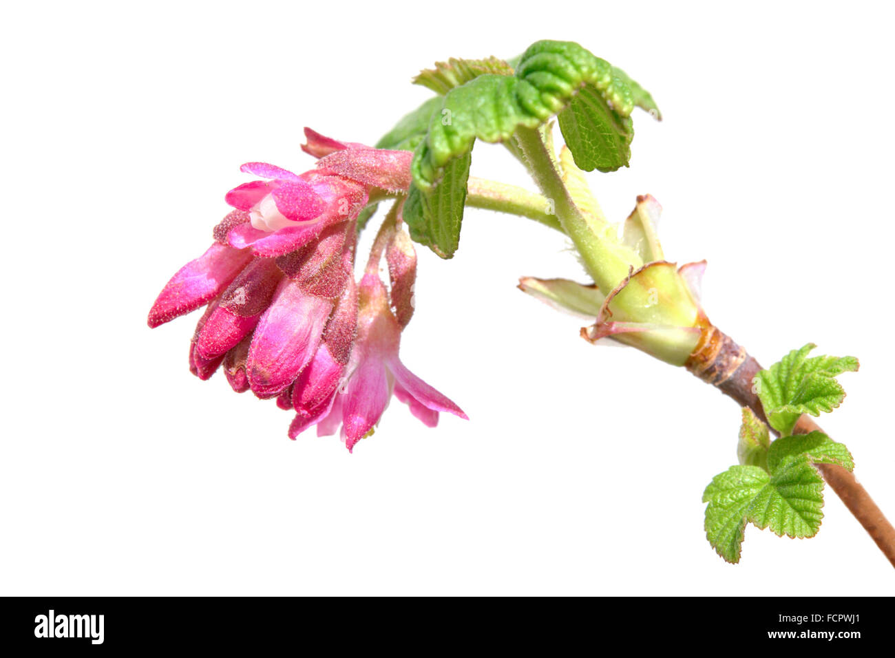 Currant ribes sanguineum spring blooming branch with fresh leaves and red flowers Stock Photo
