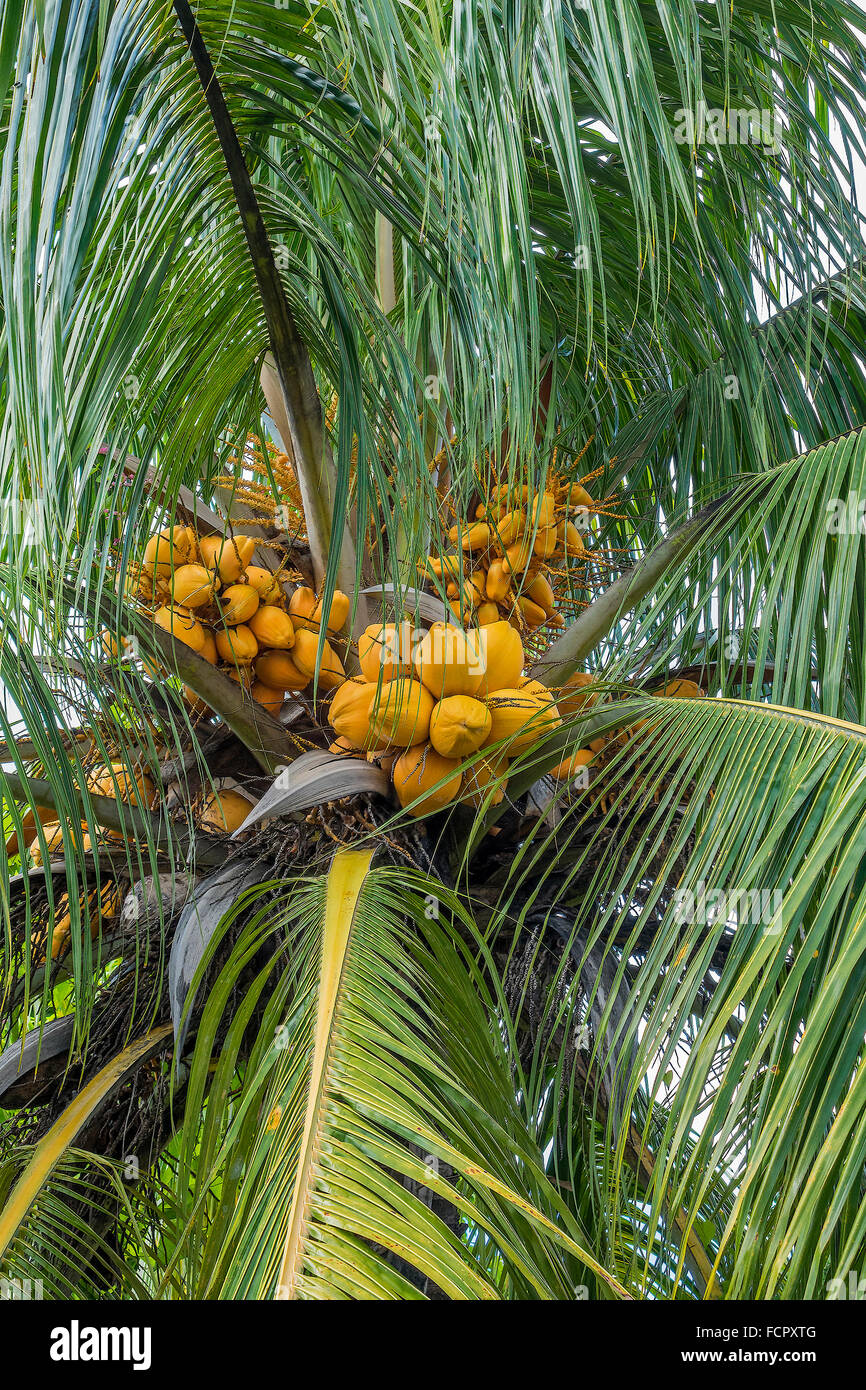 Coconuts (Cocos nucifera) In A Tree Dominica West Indies Stock Photo