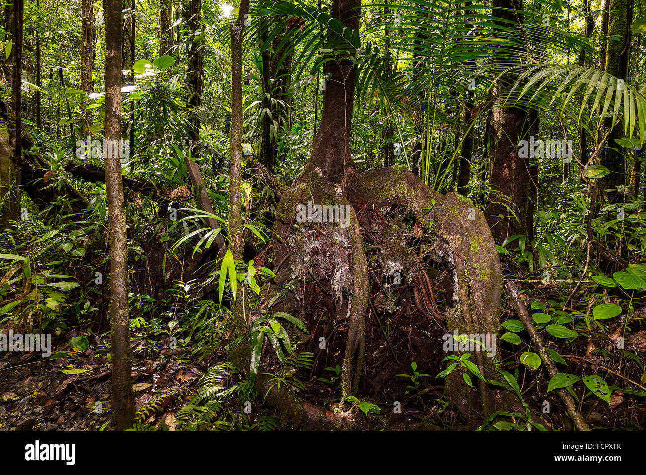 Plants Of Dominica High Resolution Stock Photography and Images Alamy