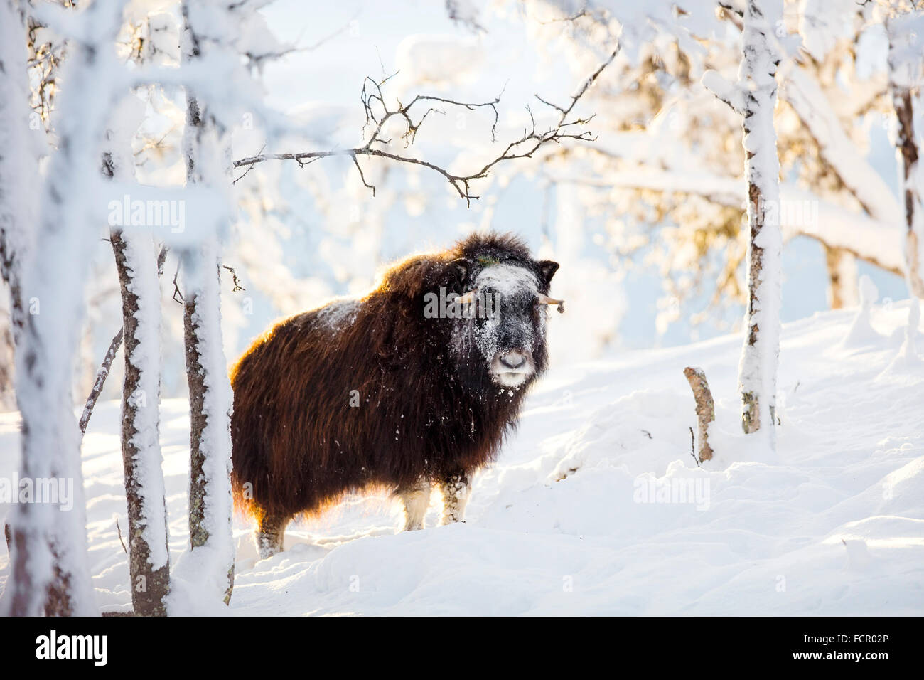 Large musk standing in the winter snow at sunset Stock Photo
