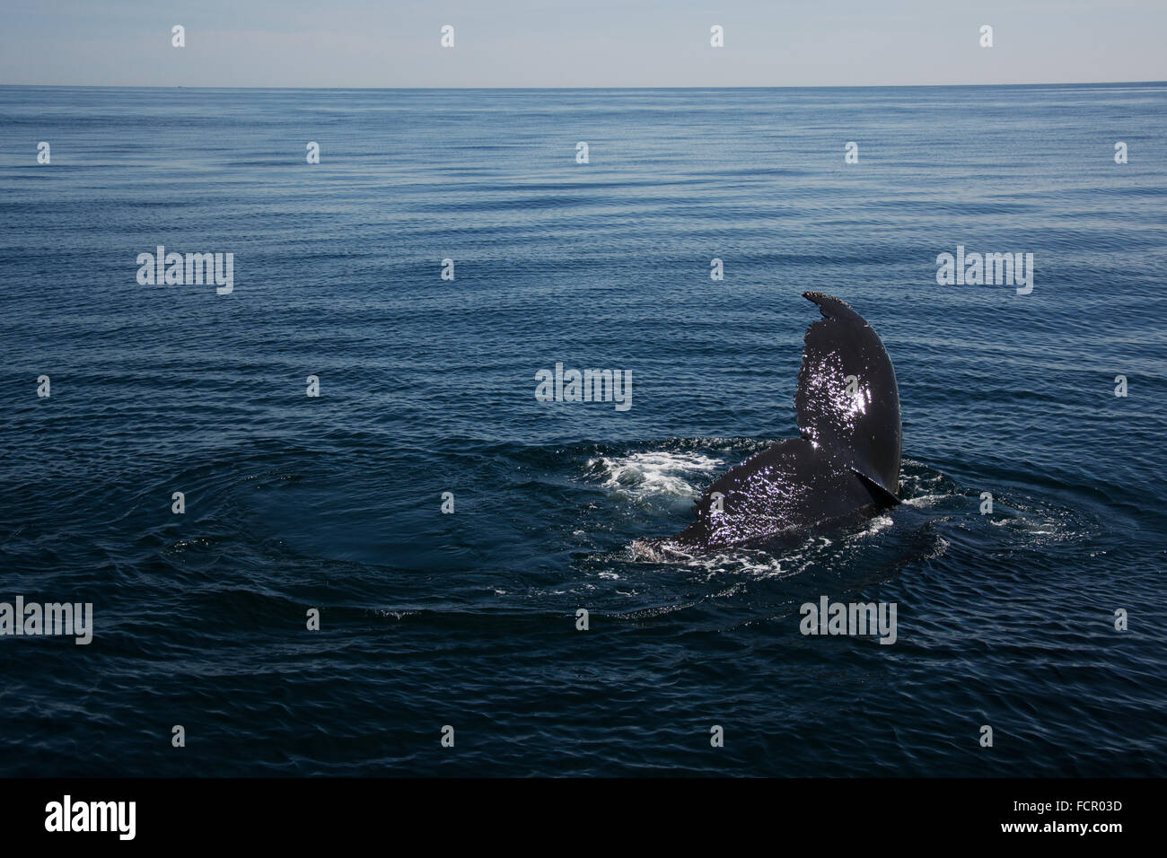 A whale diving underwater Stock Photo - Alamy
