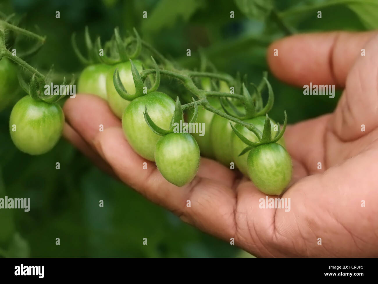 Hand holding bunch of green tomatoes in a garden Stock Photo - Alamy