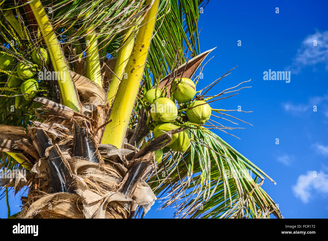 Fresh Coconut on Coconut Tree, Green Coconut, Yellow Coconut Stock Photo
