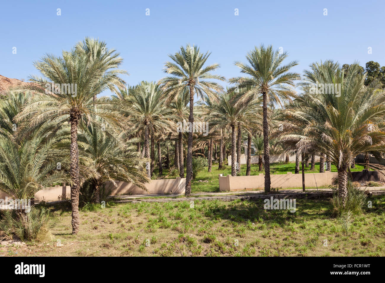 Date palm trees in an oasis near Nizwa. Sultanate of Oman, Middle East Stock Photo