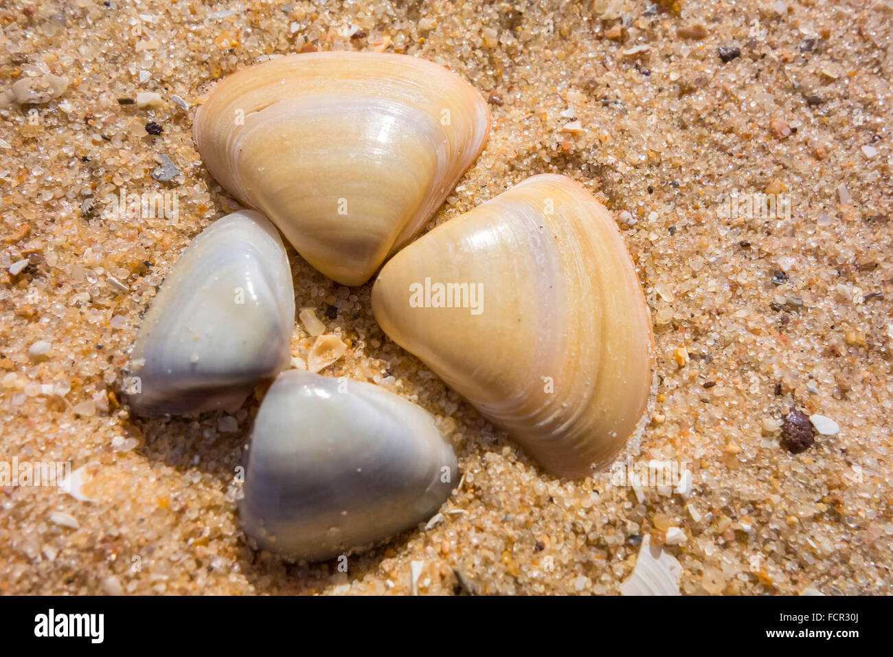 Sea shells on Kololi beach Gambia Stock Photo Alamy