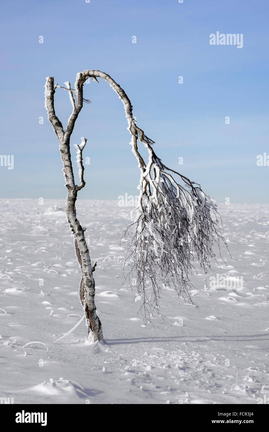 Deformed birch tree covered in frost in winter at the High Fens / Hautes Fagnes, Belgian nature reserve in Liège, Belgium Stock Photo