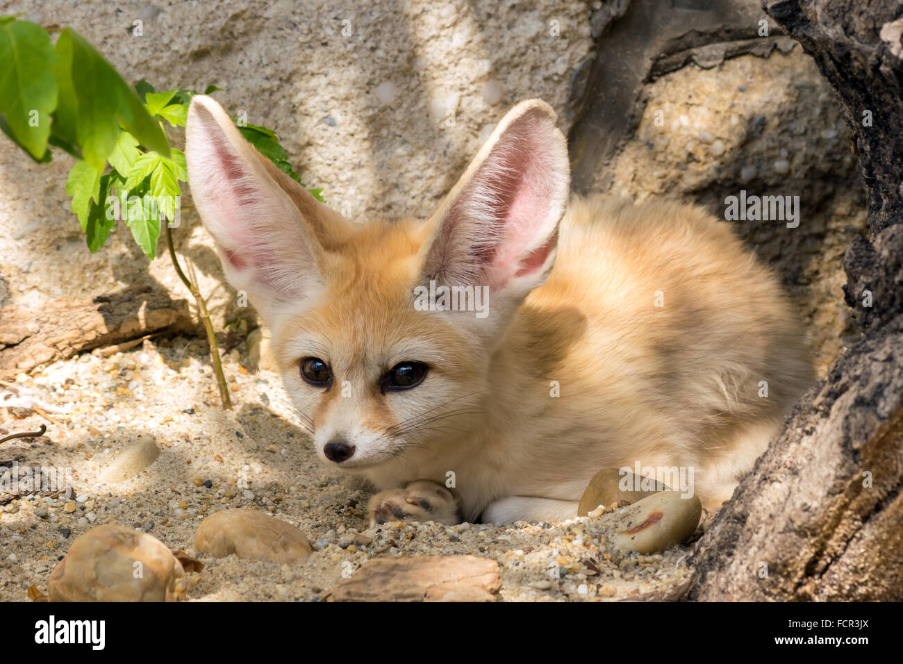 Mobile wallpaper Animal Fennec Fox 956456 download the picture for free