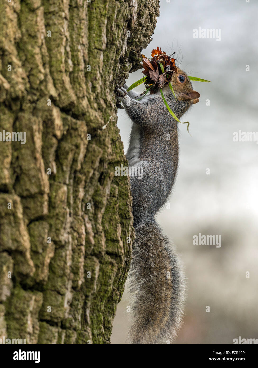 Single Grey Squirrel (Sciurus carolinensis) foraging in natural woodland countryside setting. "Posing on a tree trunk carrying l Stock Photo