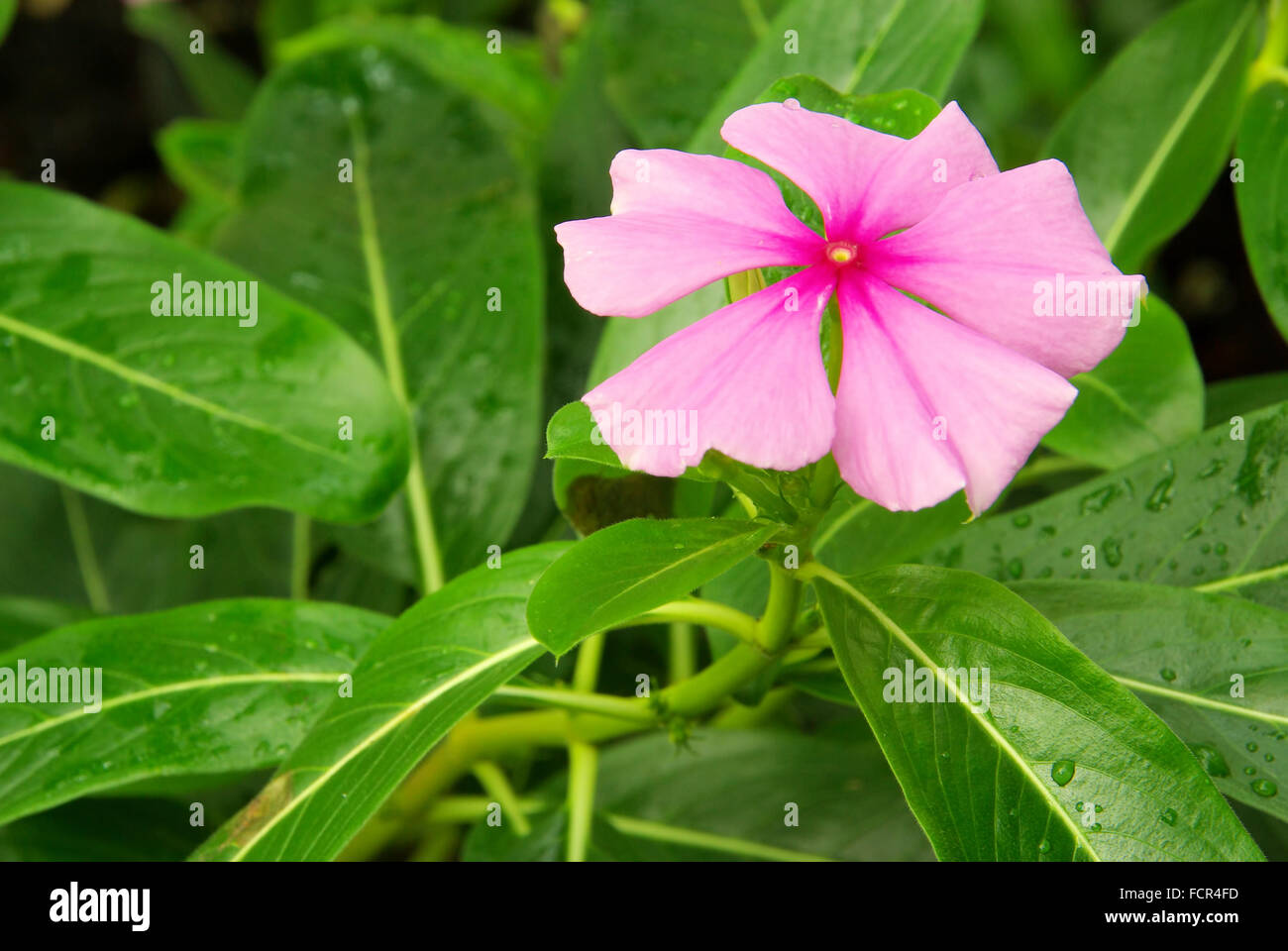 Catharanthus 01 Stock Photo