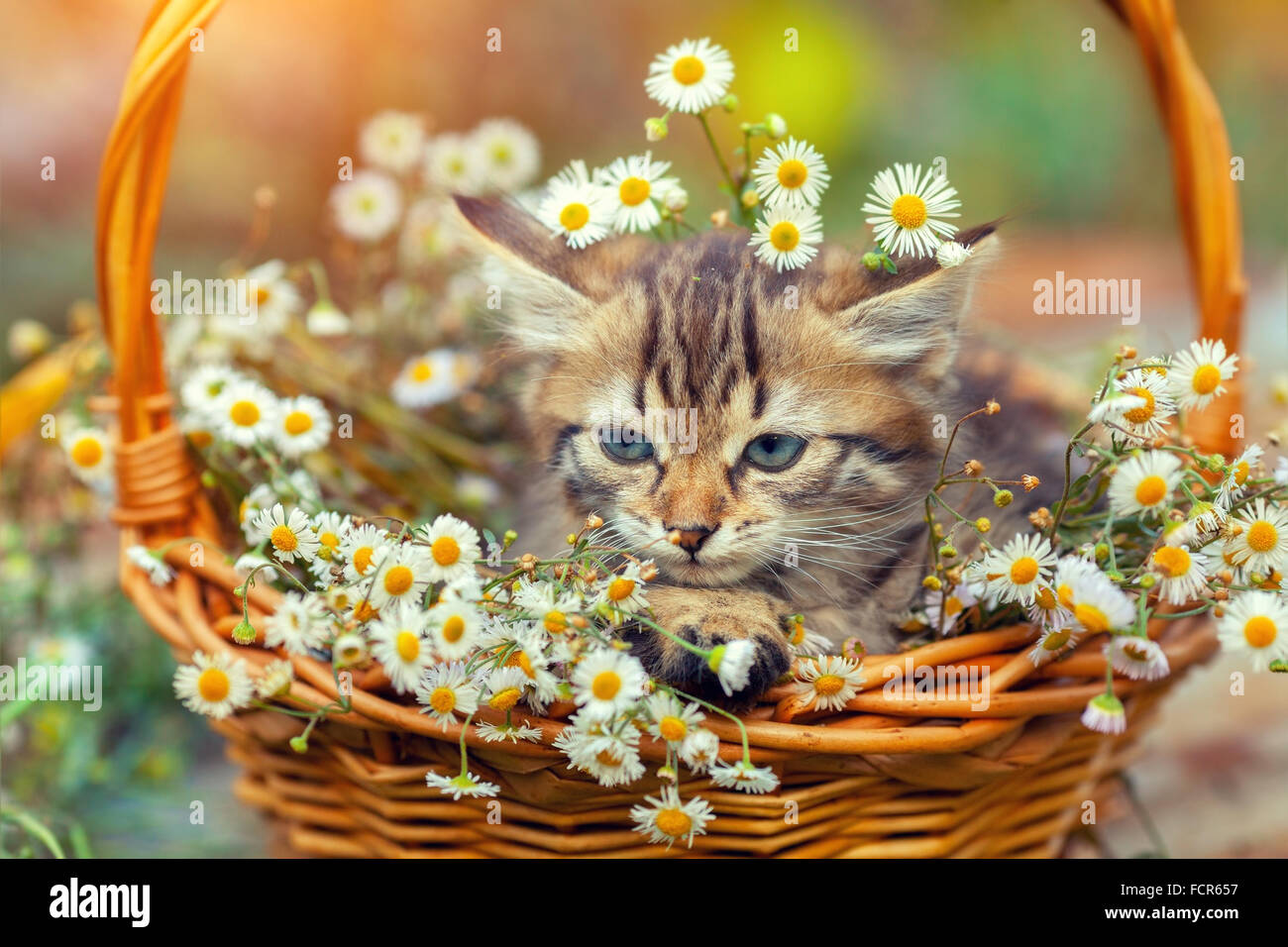 Little kitten sitting outdoors in the basket with flowers Stock Photo ...
