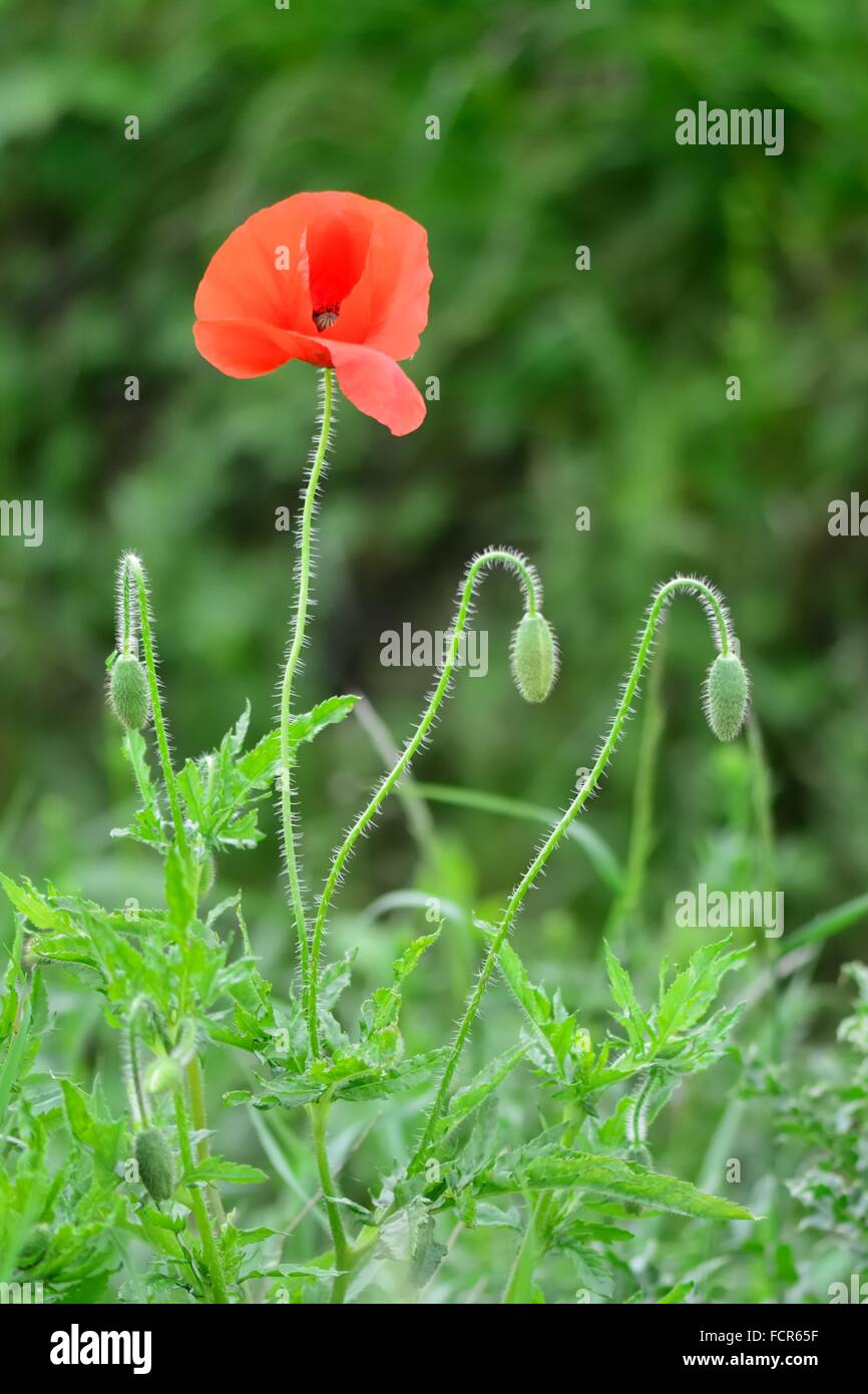 Common poppy (Papaver rhoeas) flower and buds. A red flower in the family Papaveraceae growing on the Lincolnshire fens Stock Photo