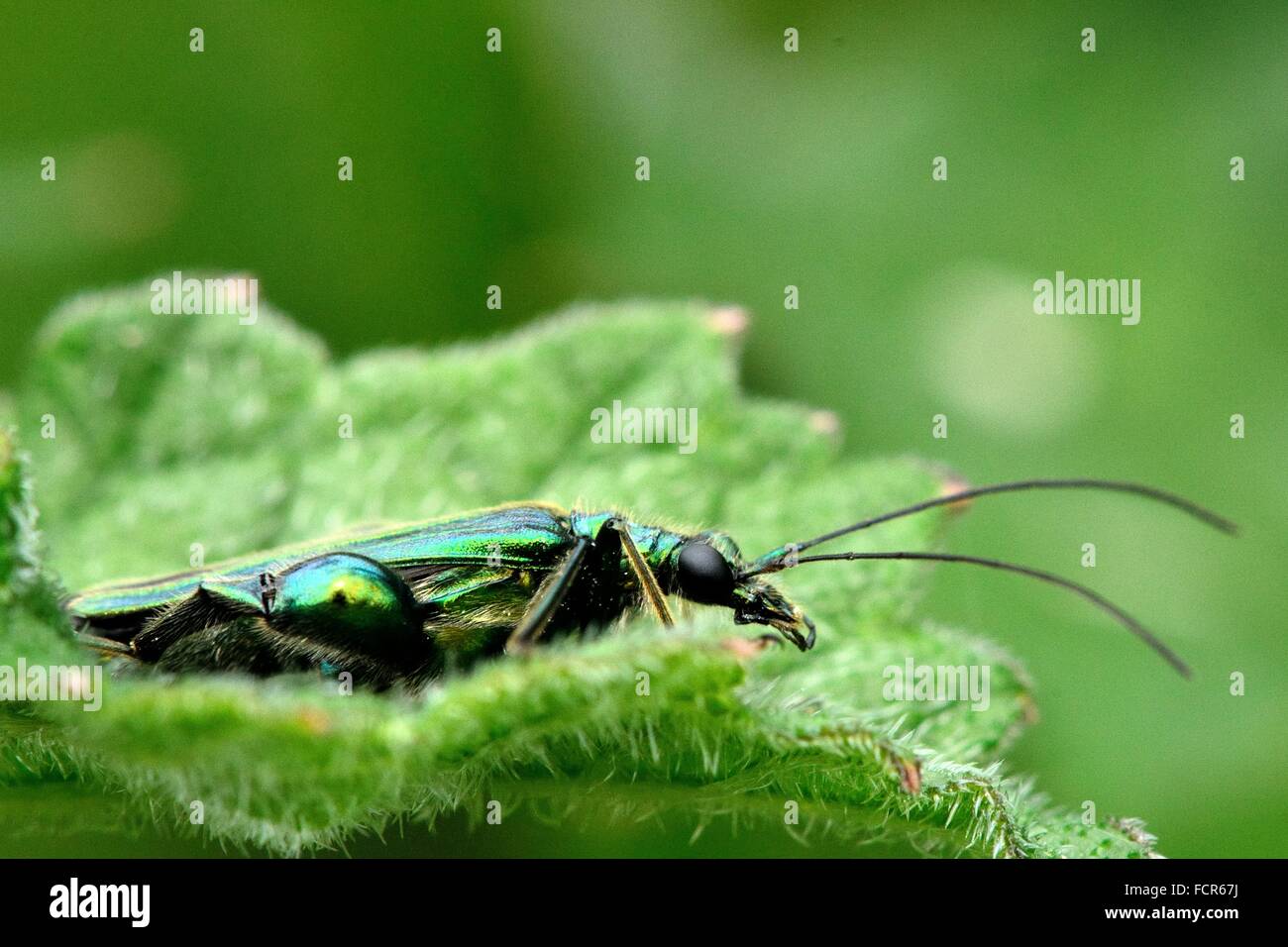 Swollen-thighed beetle (Oedemera nobilis) profile. A striking male beetle in the family Oedemeridae, with enlarged femora Stock Photo