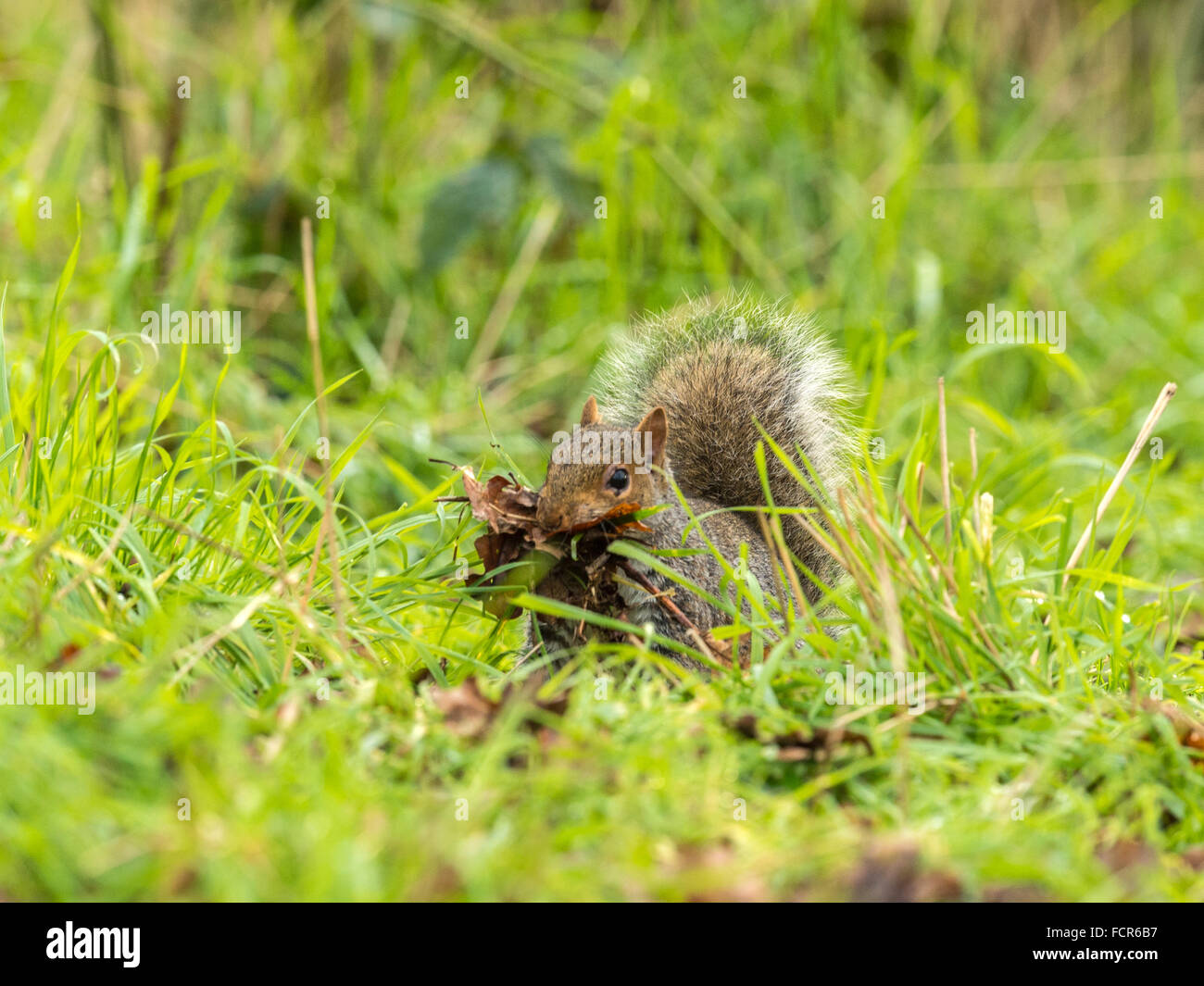 Single Grey Squirrel (Sciurus carolinensis) in natural woodland countryside setting.'Posing on the ground carrying leaf mold' Stock Photo