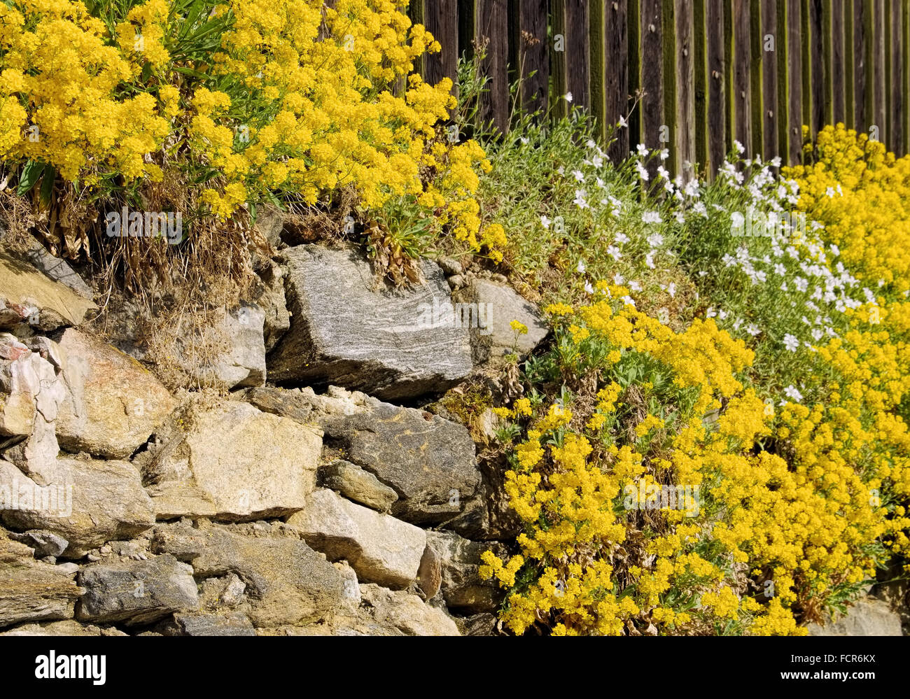 Alyssum saxatile hi-res stock photography and images - Alamy
