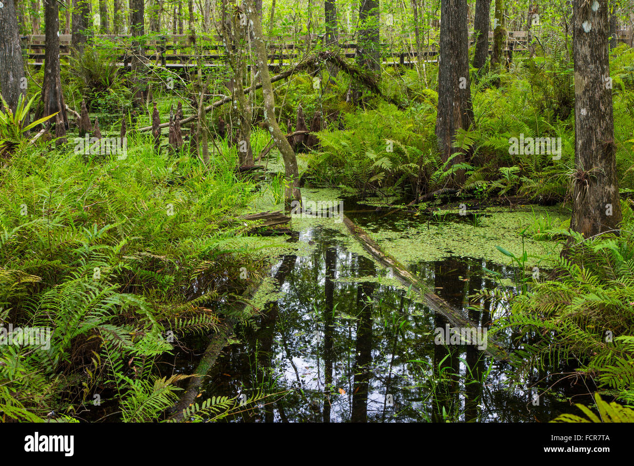 Cypress trees in swamp in Six Mile Cypress Slough Preserve in Fort Myers Florida Stock Photo