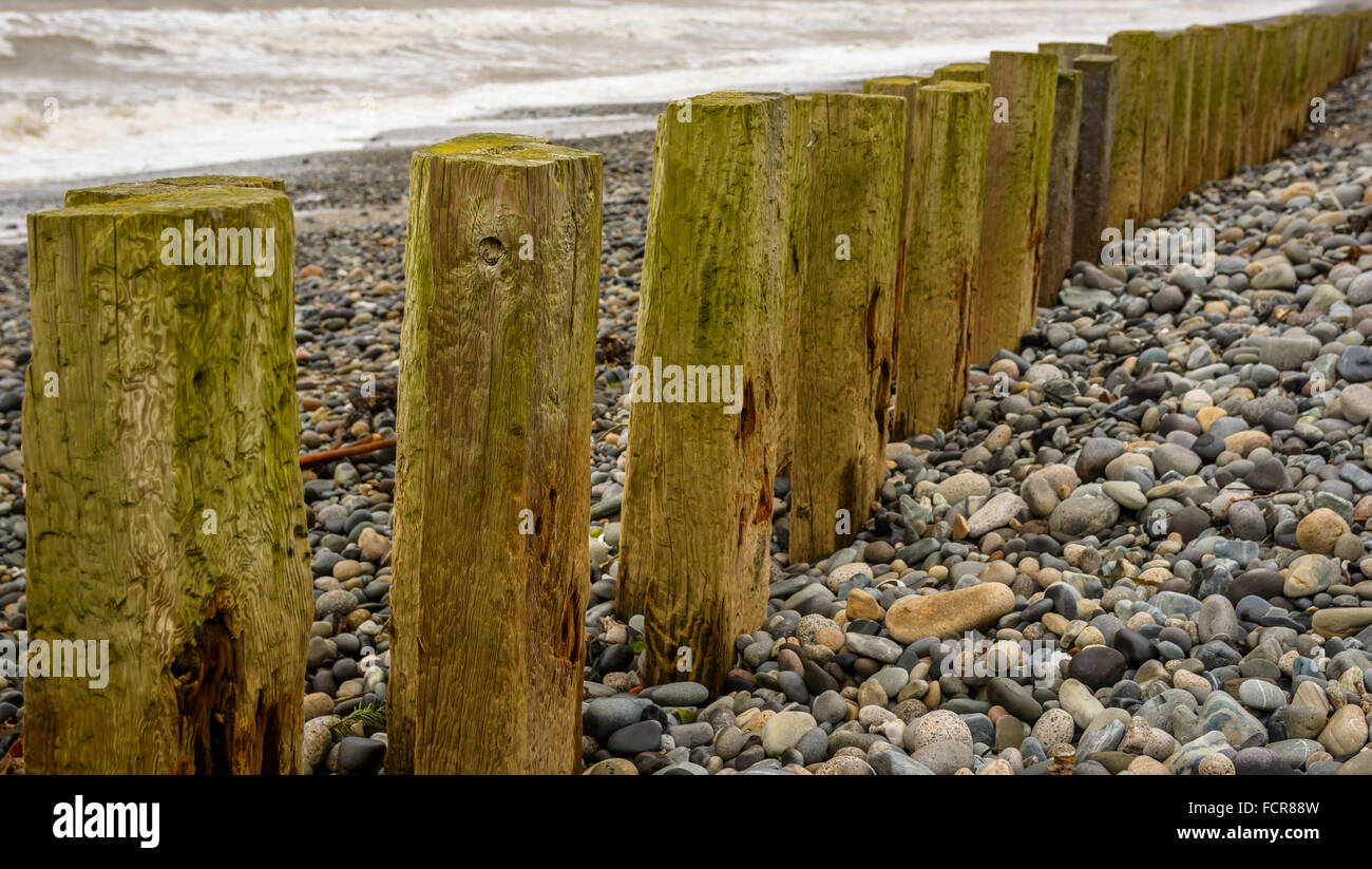 Wooden posts line stone beach. Murlough near Newcastle, County Down. N.Ireland. Stock Photo