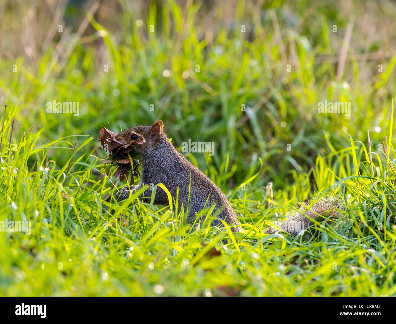 Single Grey Squirrel (Sciurus carolinensis) in natural woodland countryside setting.'Posing on the ground carrying leaf mold' Stock Photo