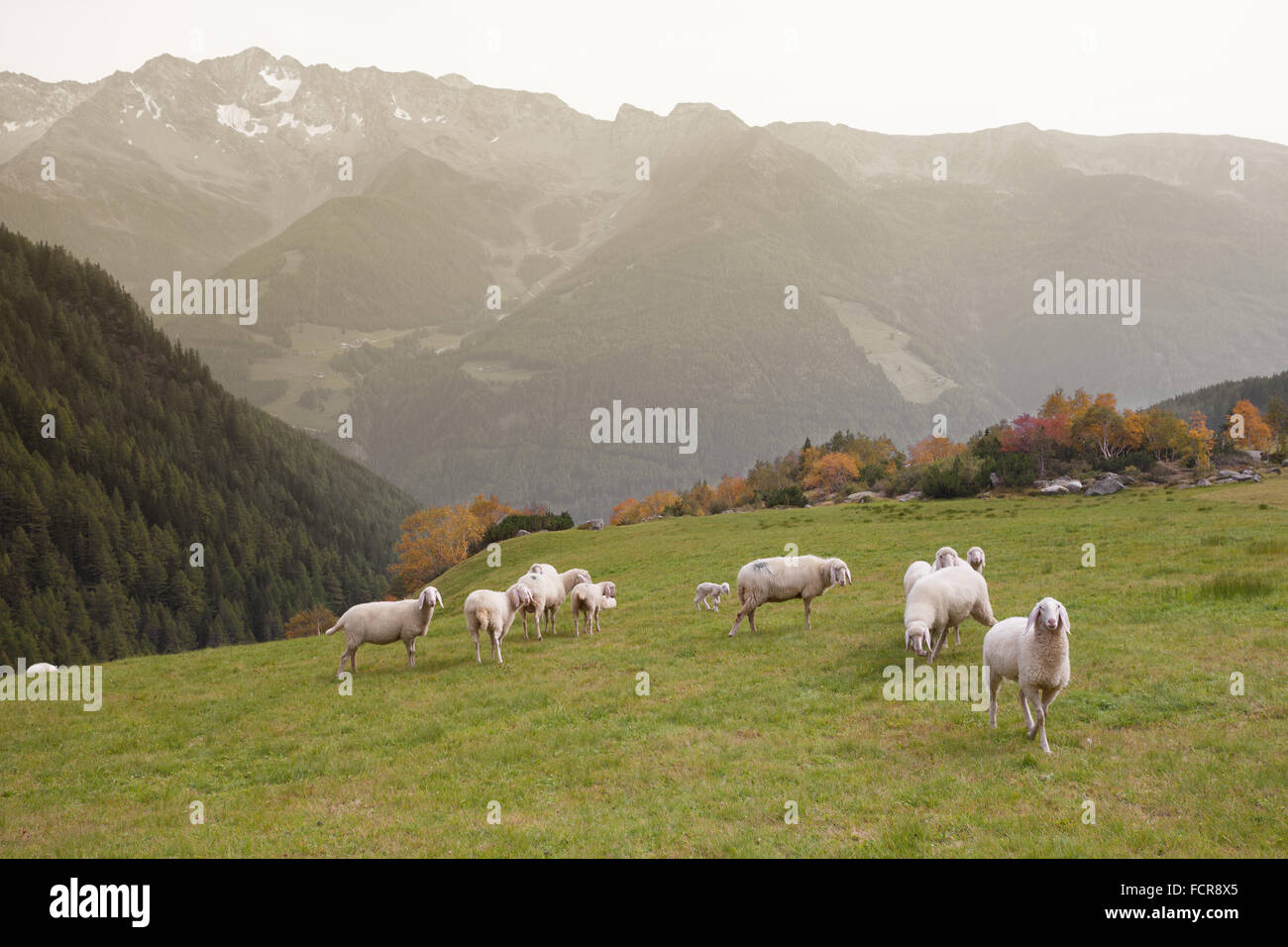 flock of sheep in an italian mountain pasture Stock Photo Alamy