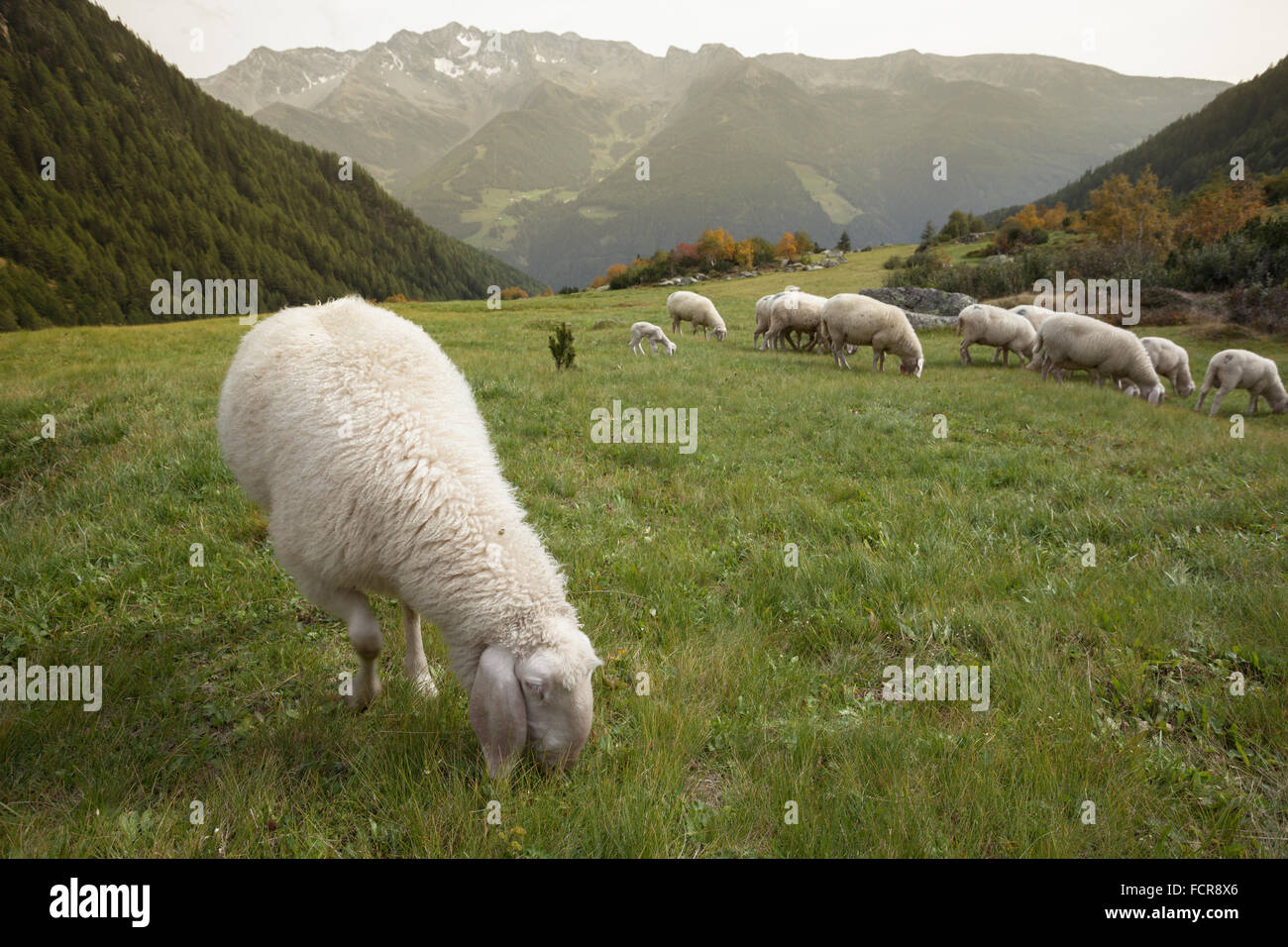 flock of sheep in an italian mountain pasture Stock Photo - Alamy