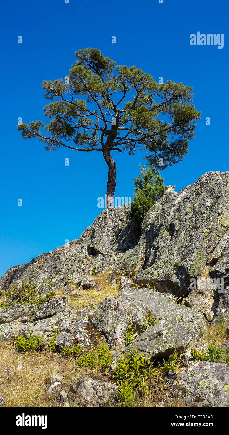 Rocky mountain white pine hi-res stock photography and images - Alamy